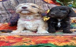 Cockapoo dogs for sale: Cockapoo puppies Rainbow litter  - Advert 17