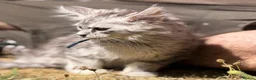Maine Coon cats for sale: TICA reg mainecoon kittens - Advert 9