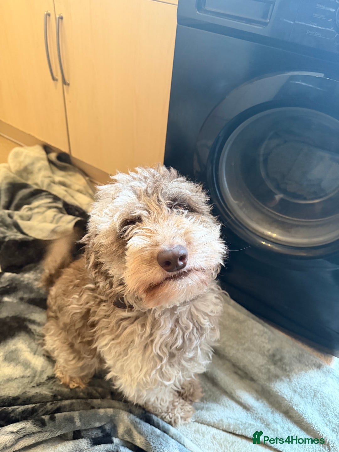 Cockapoo dogs for sale: Cockapoo - Advert 4