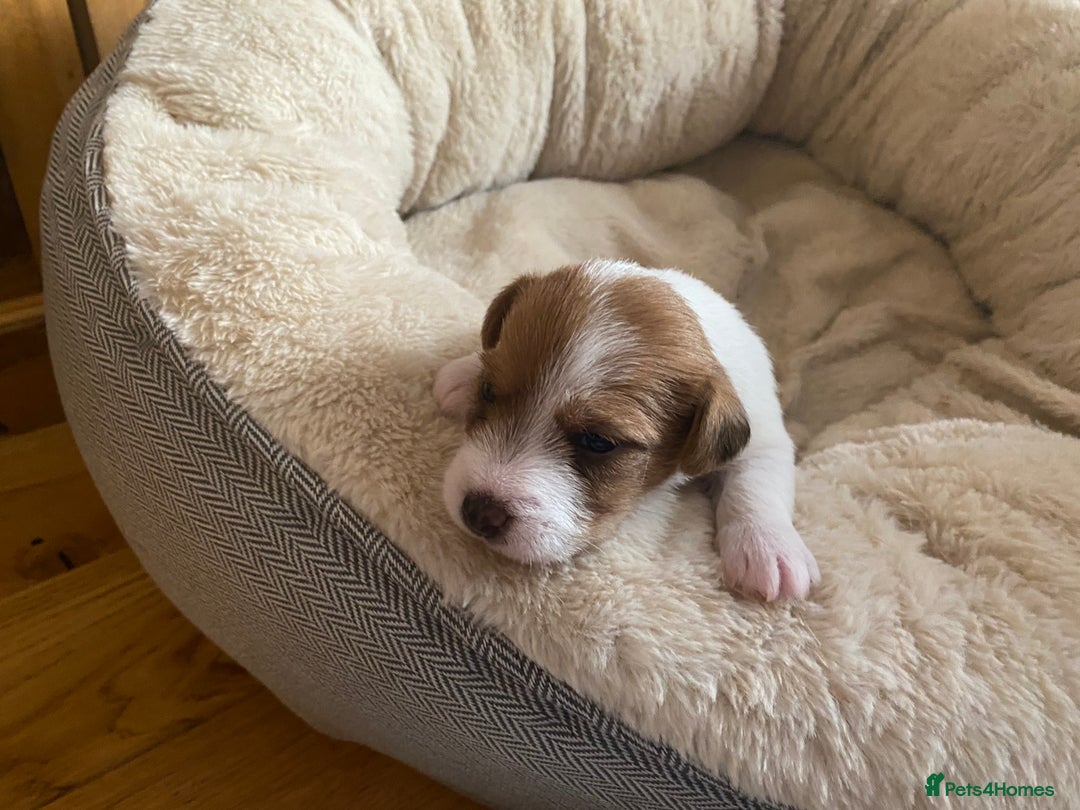 Jack Russell dogs for sale: Long/Broken coated Jack Russel - Image 3