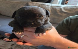 Staffordshire Bull Terrier dogs for sale: Beautiful litter of 9 Staffs  - Image 7