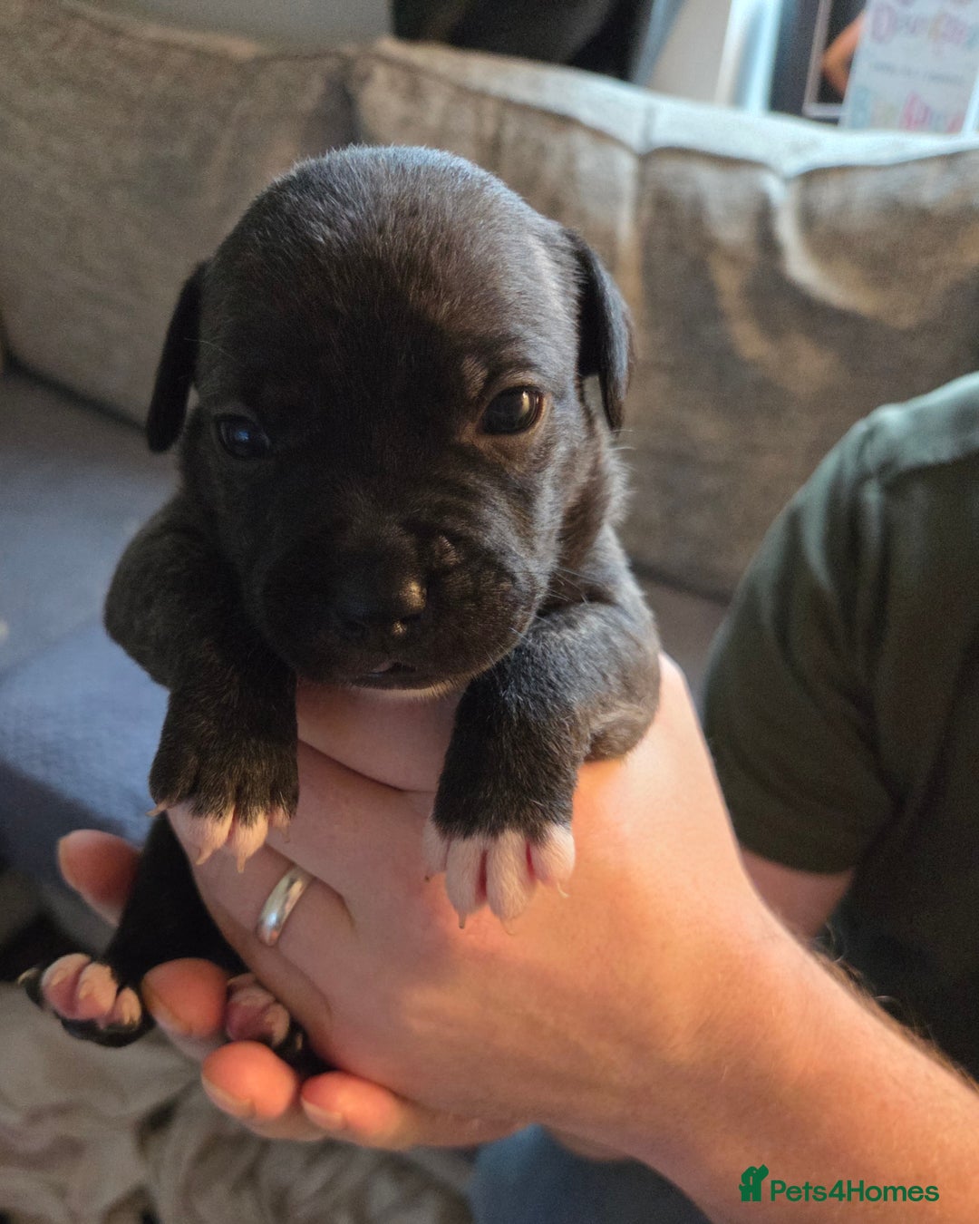 Staffordshire Bull Terrier dogs for sale: Beautiful litter of 9 Staffs  - Image 7