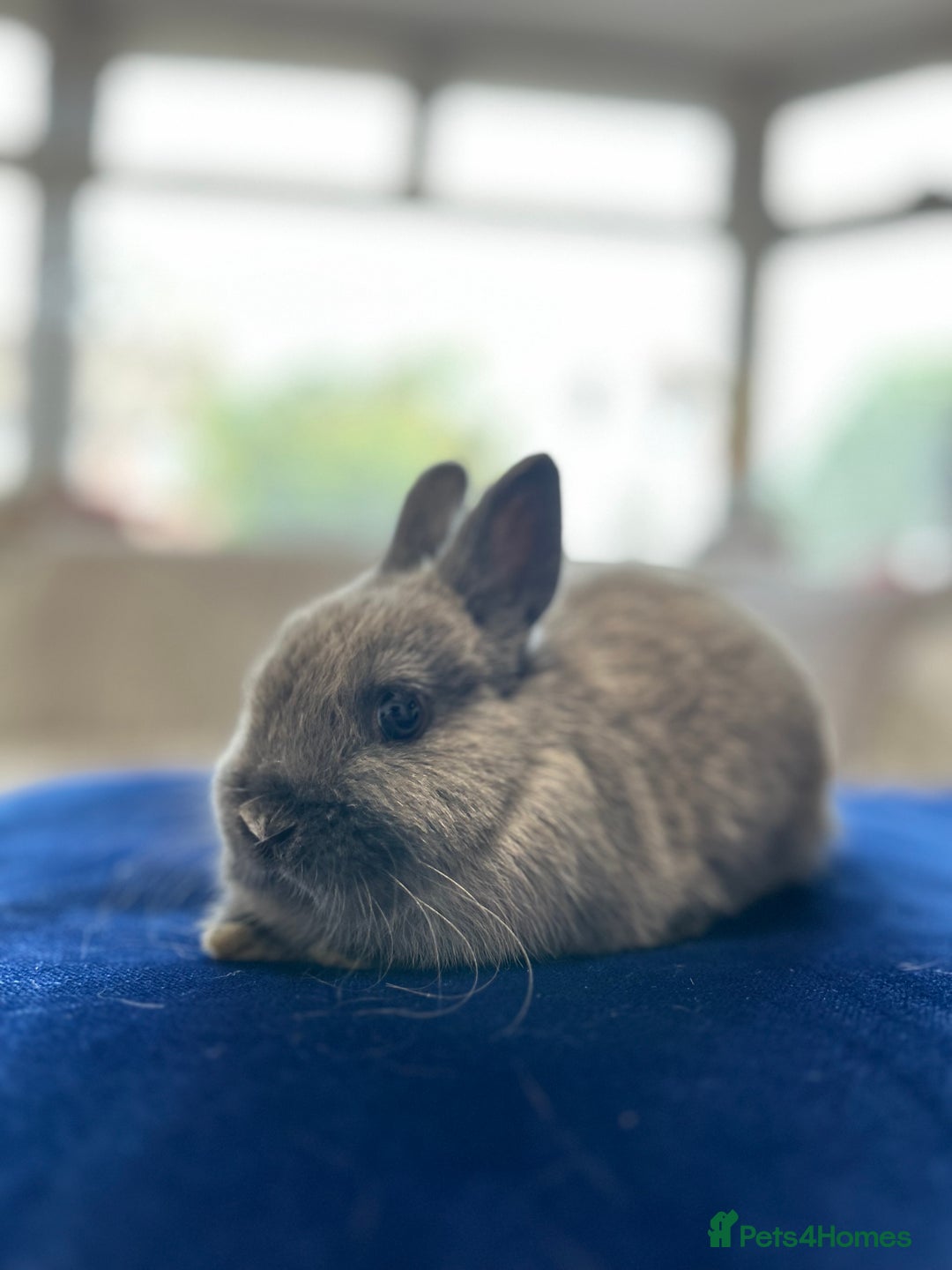 Netherland Dwarf rabbits for sale: Pure bred Netherlands dwarfs pairs  - Image 10