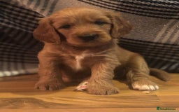Cavapoo dogs for sale: King Charles Cavalier x Cavapoo - Image 9
