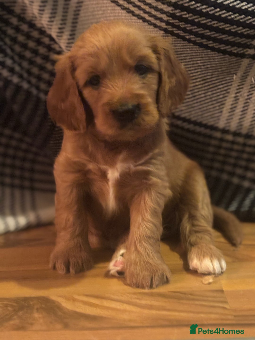 Cavapoo dogs for sale: King Charles Cavalier x Cavapoo - Image 9