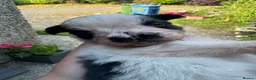 Border Collie dogs for sale: Very Cute Fluffy Border Collie Pups - Advert 20