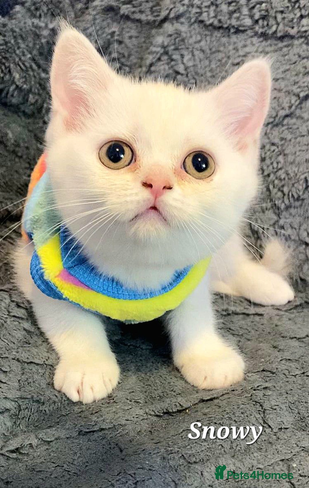 British Shorthair cats for sale: GCCF Snowflake BSH - Advert 19