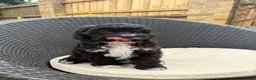Cavapoo dogs for sale: Gorgeous F1 Cavapoo Boy Available Now - Advert 4