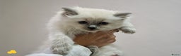 Ragdoll cats for sale: GCCF Registered Pedigree Ragdoll Kittens - Advert 20