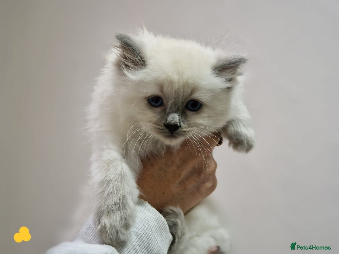 Ragdoll cats for sale: GCCF Registered Pedigree Ragdoll Kittens - Advert 20