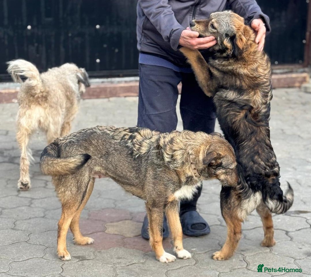 Mixed Breed dogs for adoption: RITA – a Superb young Girl for a Loving Home - Advert 27