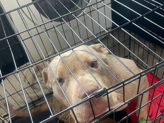 Mixed Breed dogs - Advert 34