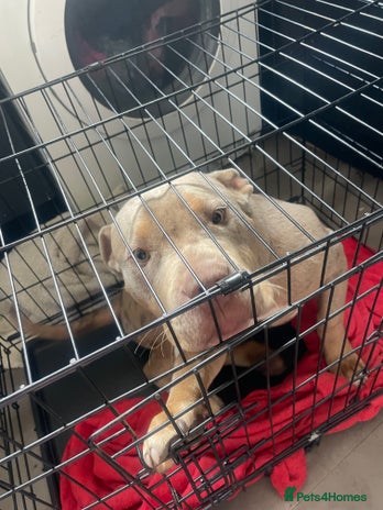 Mixed Breed dogs - Advert 10