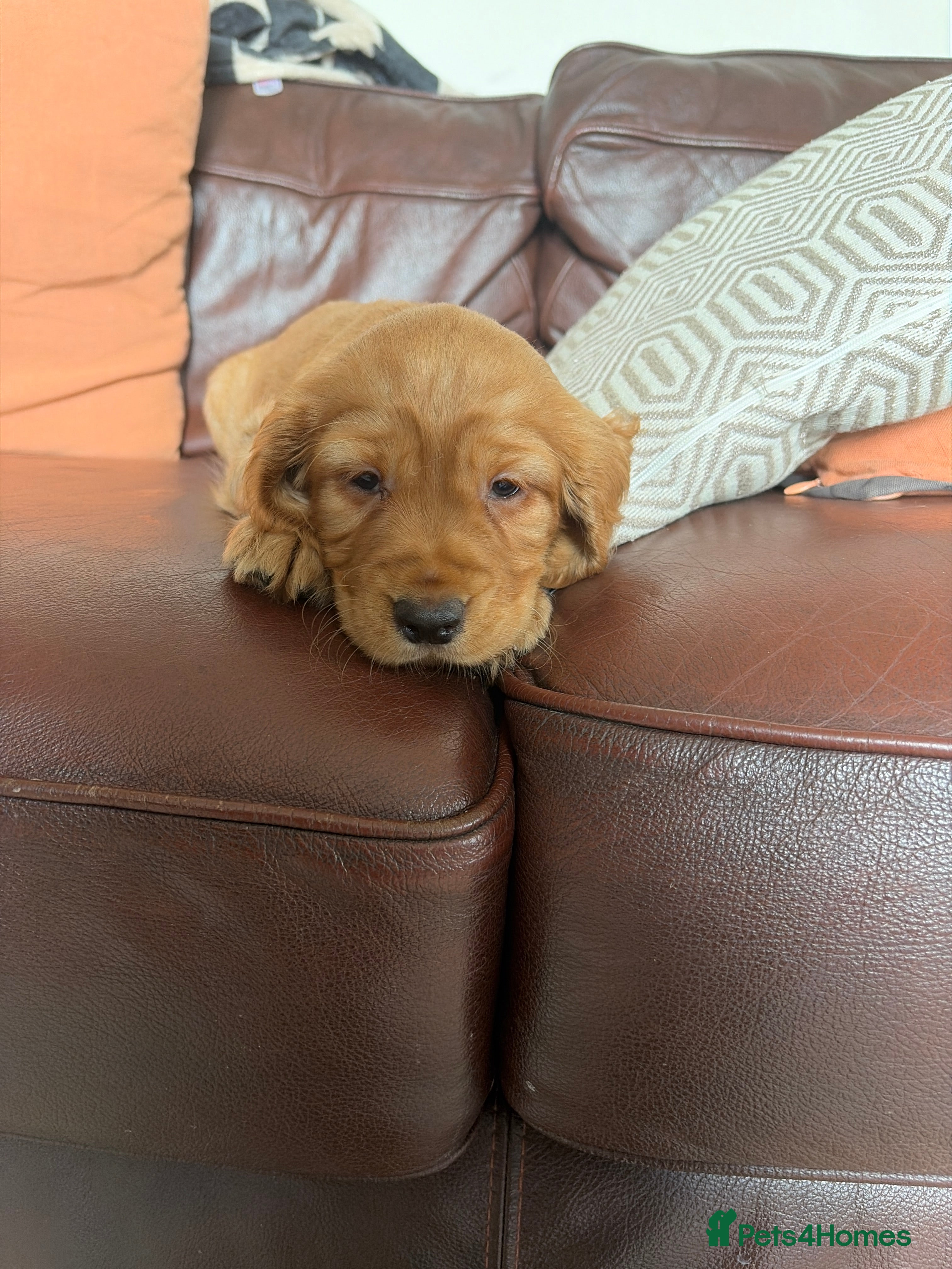 Cocker Spaniel dogs Outsdanding breedline of Working Cocker Spaniels - Advert 2