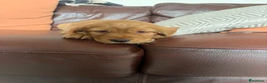 Cocker Spaniel 3