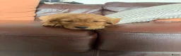 Cocker Spaniel dogs for sale: Outsdanding breedline of Working Cocker Spaniels - Advert 2