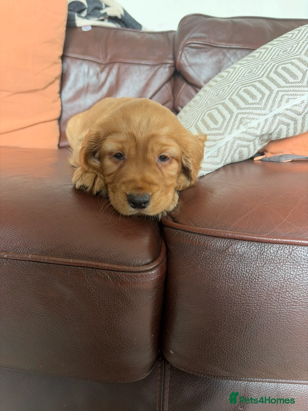 Cocker Spaniel dogs for sale: Outsdanding breedline of Working Cocker Spaniels - Advert 2