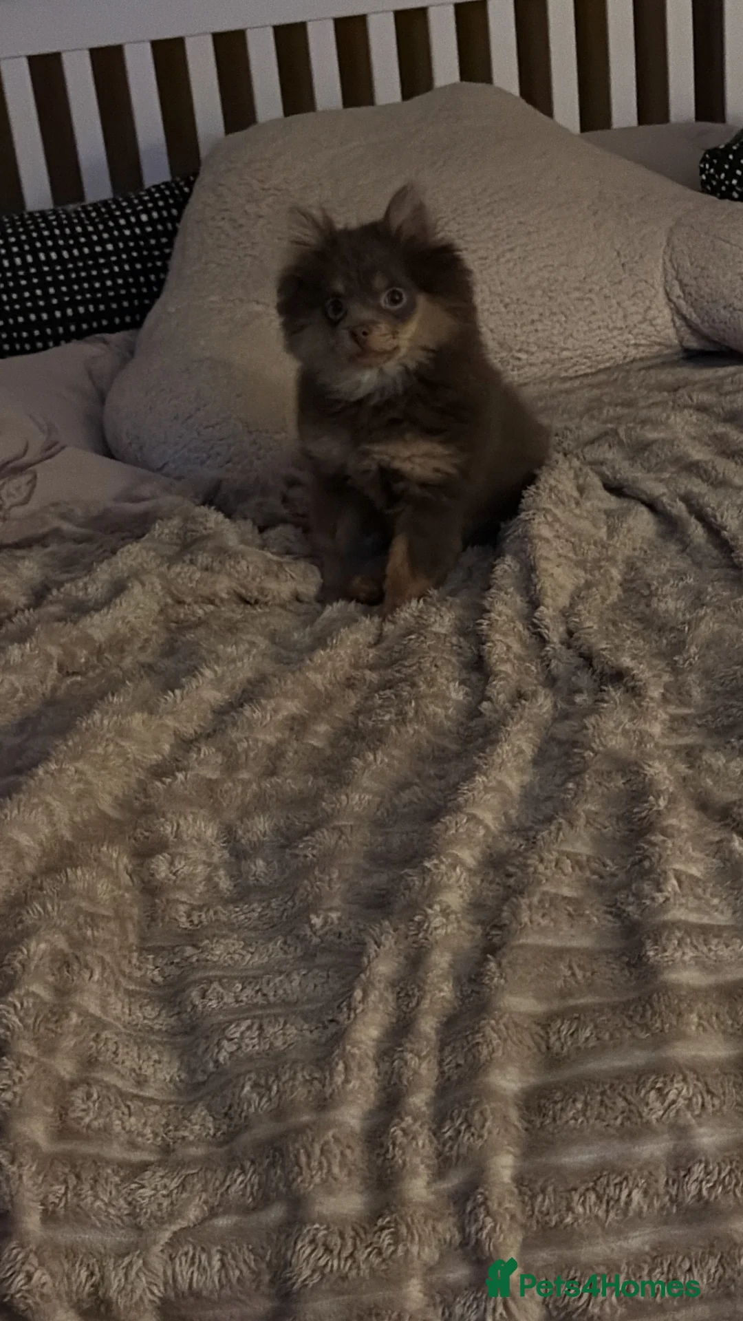 Pomeranian dogs for sale: Brown Pomeranian puppy for sale - Advert 3