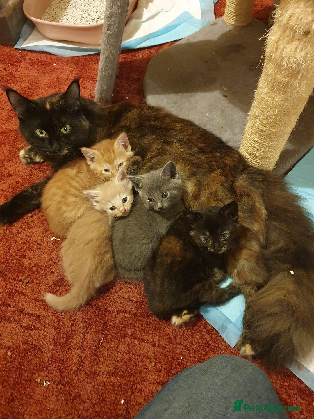 Maine Coon cats for sale: Maine coon kittens - Advert 1