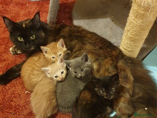 Maine Coon cats Maine coon kittens - Advert 1