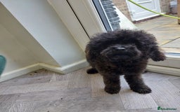 Toy Poodle dogs for sale: Full Asian poodle  - Image 8