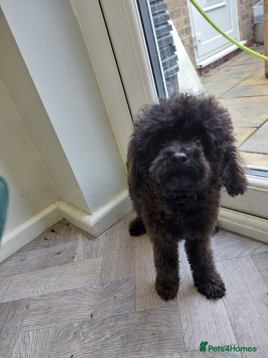 Toy Poodle dogs for sale: Full Asian poodle  - Image 8