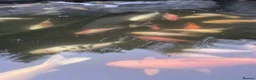 Koi Carp fish for sale: Various Koi Carp & Gold fish for sale in Leicester - Advert 8
