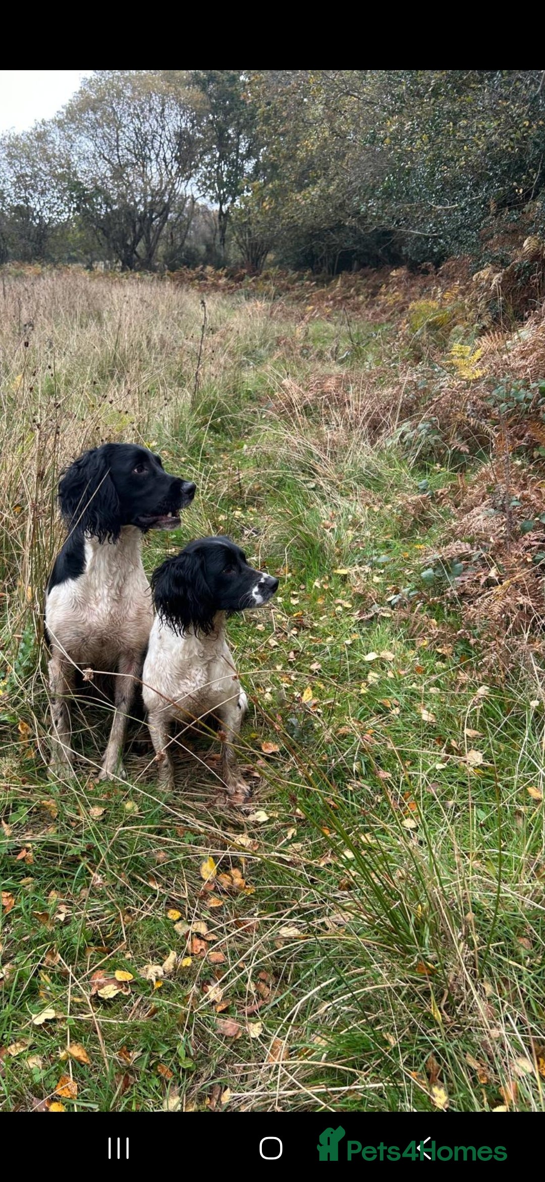 English Springer Spaniel dogs for sale: Part Trained Gun Dog  - Advert 2