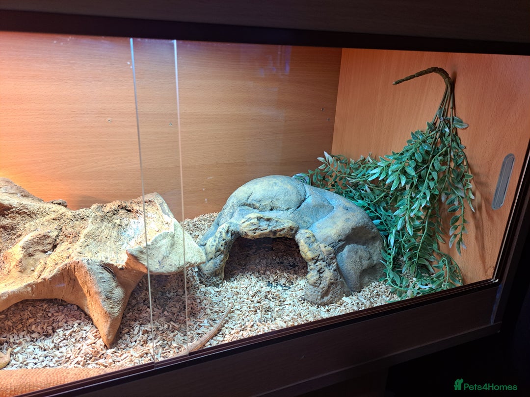 Bearded Dragon reptiles for sale: Bearded dragon and cage set up - Advert 4