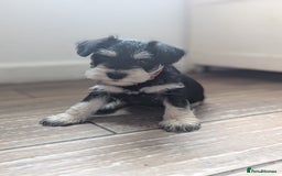 Miniature Schnauzer dogs for sale: Kc reg miniature schnauzer pups available  - Image 7