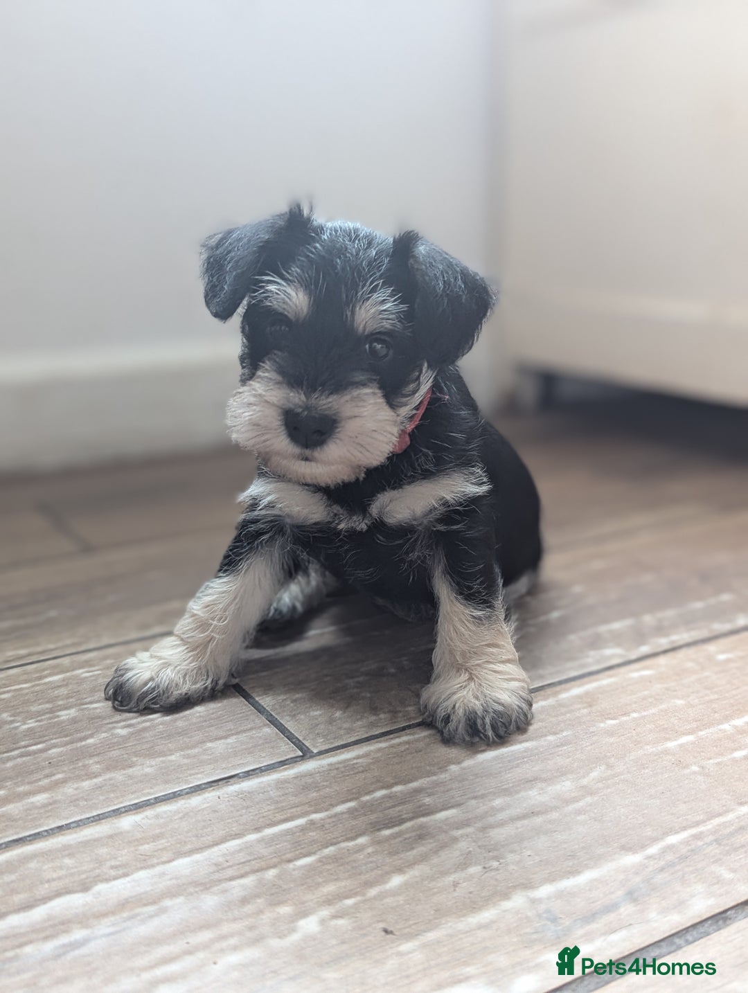 Miniature Schnauzer dogs for sale: Kc reg miniature schnauzer pups available  - Image 7