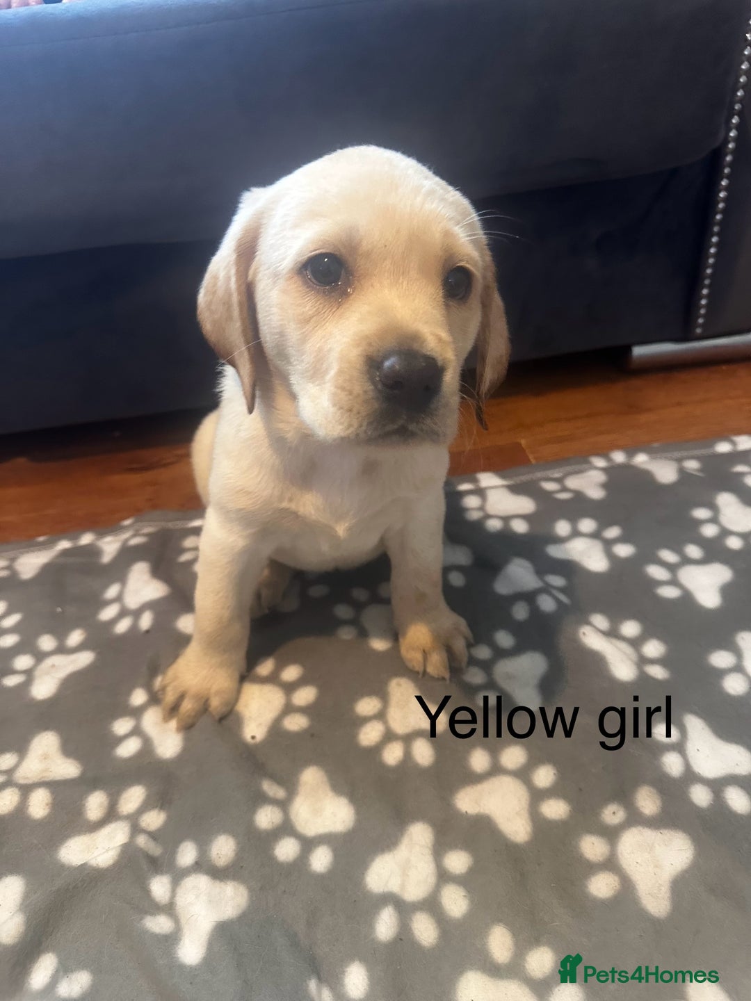 Labrador Retriever dogs for sale:  Labrador puppies - Ready now  in Aberdeen - Image 23