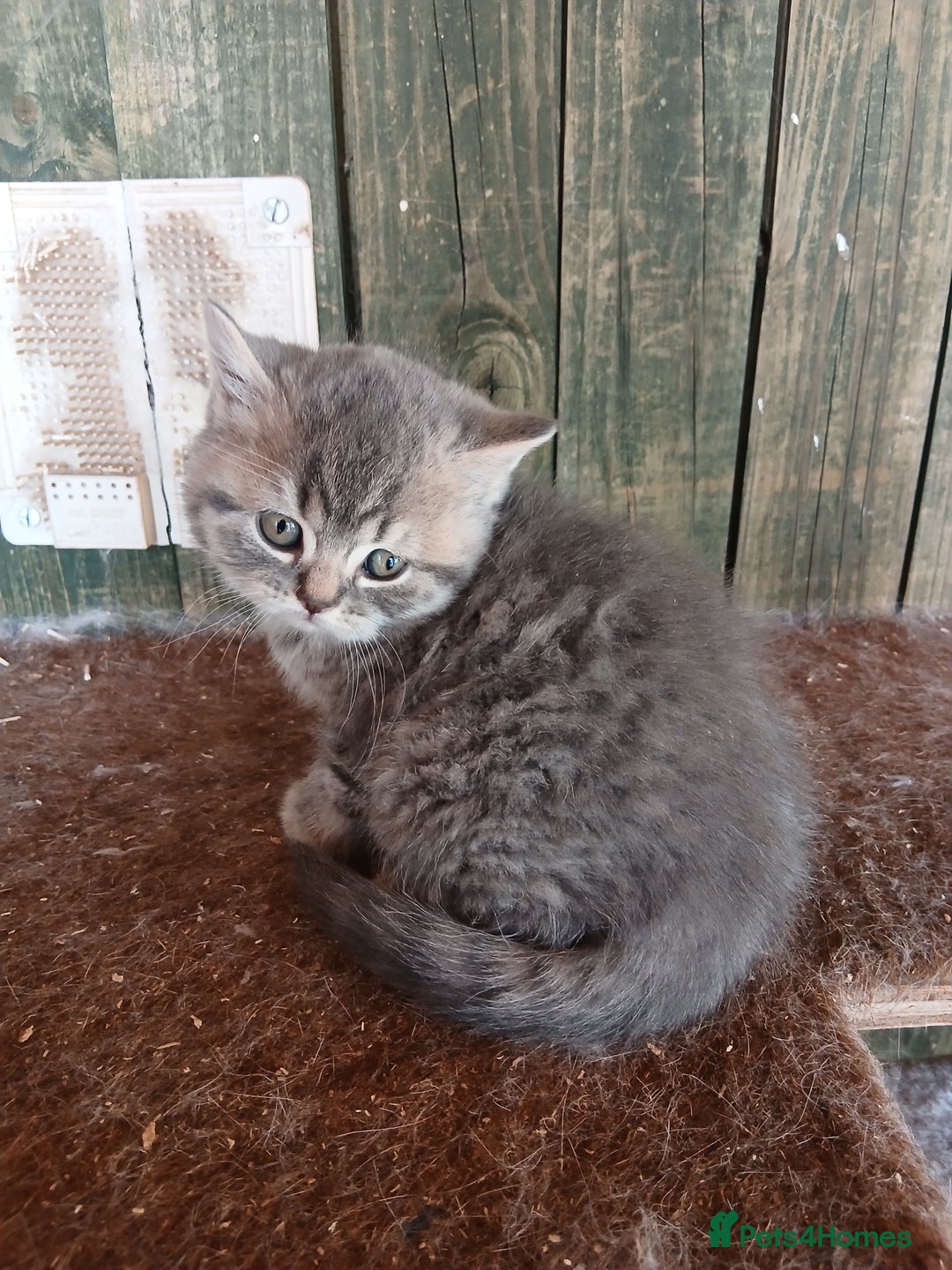 British Shorthair cats for sale: Beautiful British Shorthaired kittens  - Advert 4