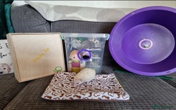 Pygmy Hedgehog rodents for sale: baby pygmy hedgehogs available  - Image 7