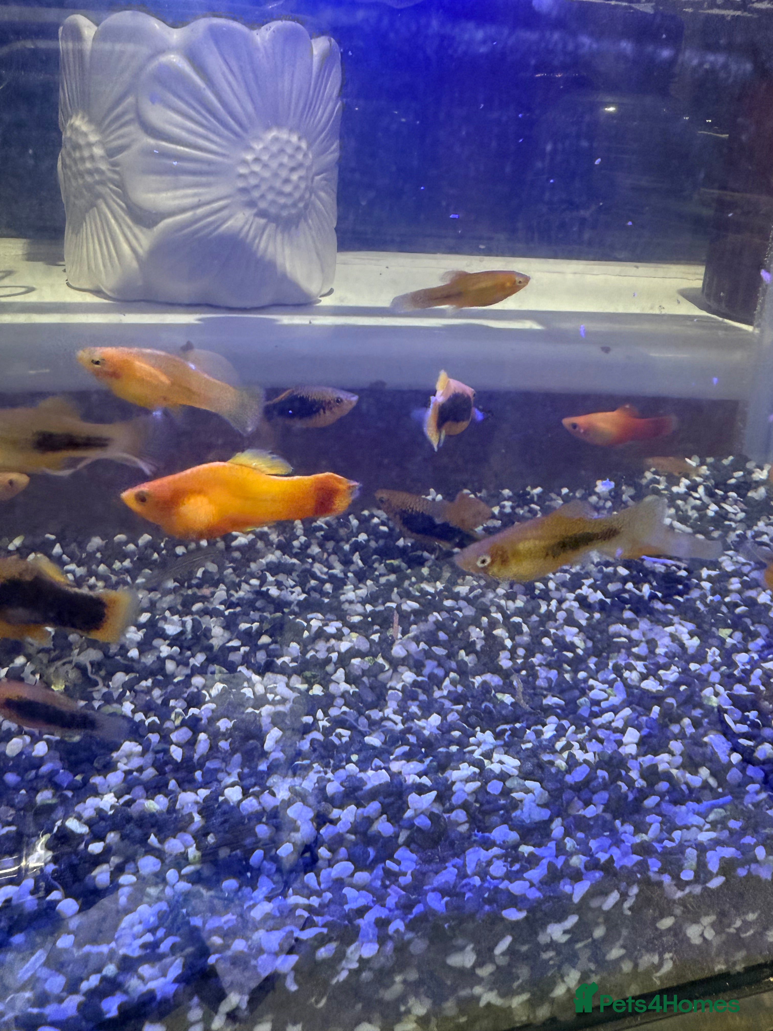 Platies fish Platy and danios - Advert 2