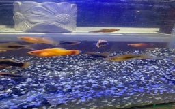 Platies fish for sale: Platy and danios - Image 1