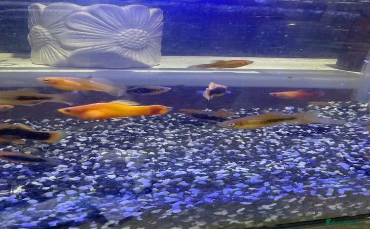 Platies fish - Advert 3