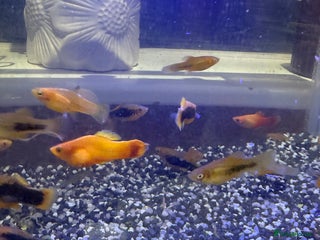 Platies fish - Advert 1