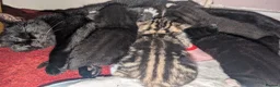 Mixed Breed cats for sale: Kittens for sale  - Advert 4