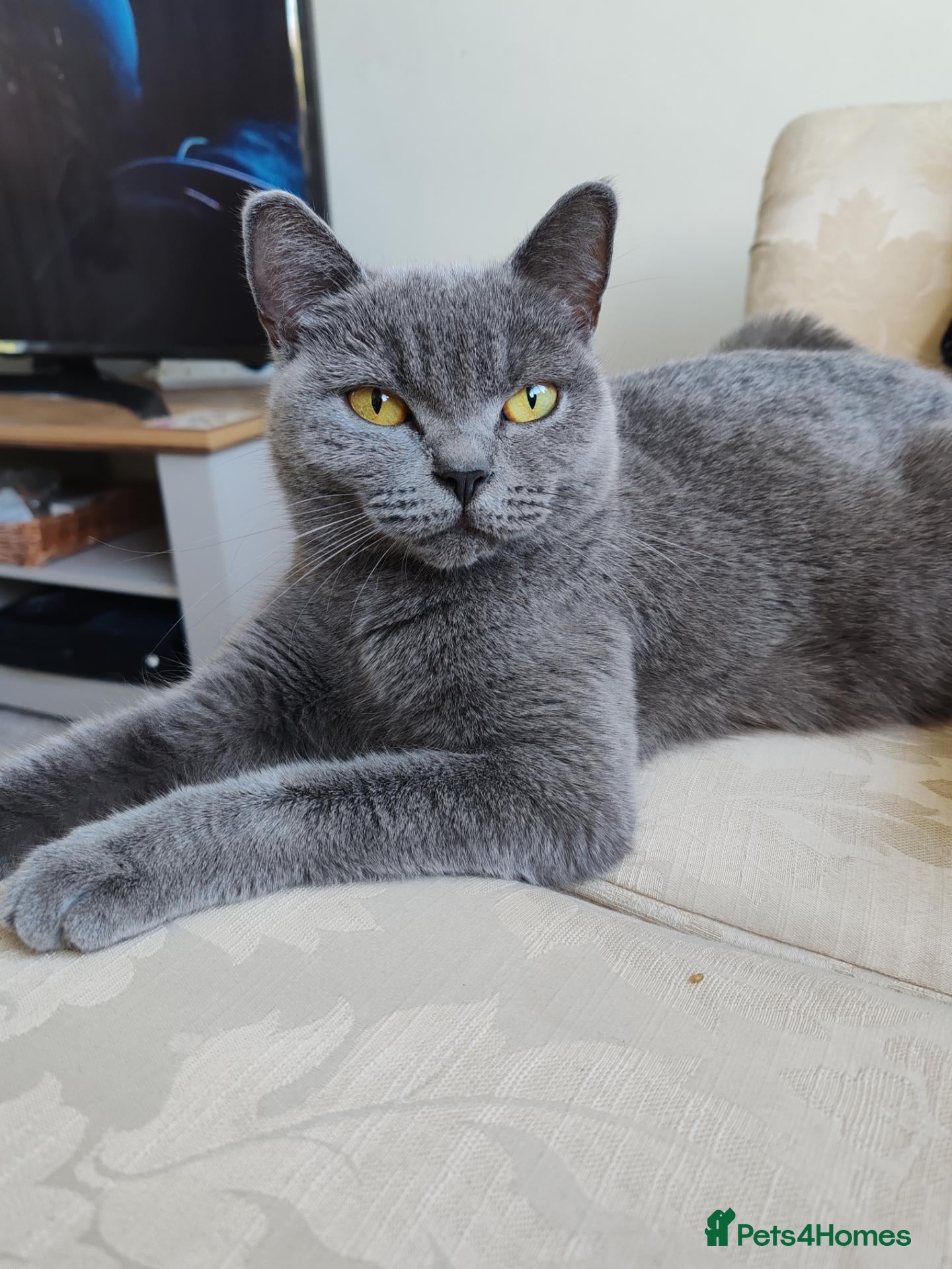 British Shorthair cats for sale: KITTENS ready to leave.  - Advert 2