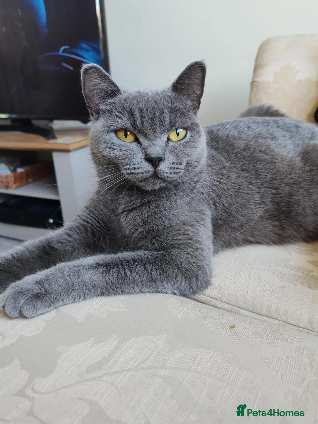 British Shorthair cats for sale: KITTENS ready to leave.  - Advert 1