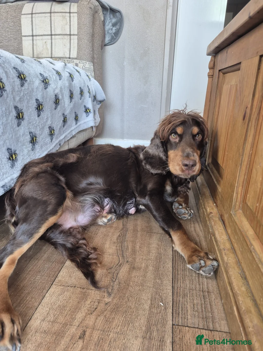 Cocker Spaniel dogs for sale: KC registered show type cocker spaniels  - Advert 37