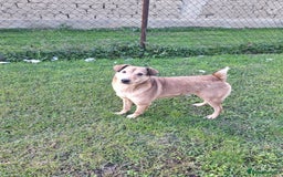 Mixed Breed dogs for adoption: Fajitas for adoption - Image 9