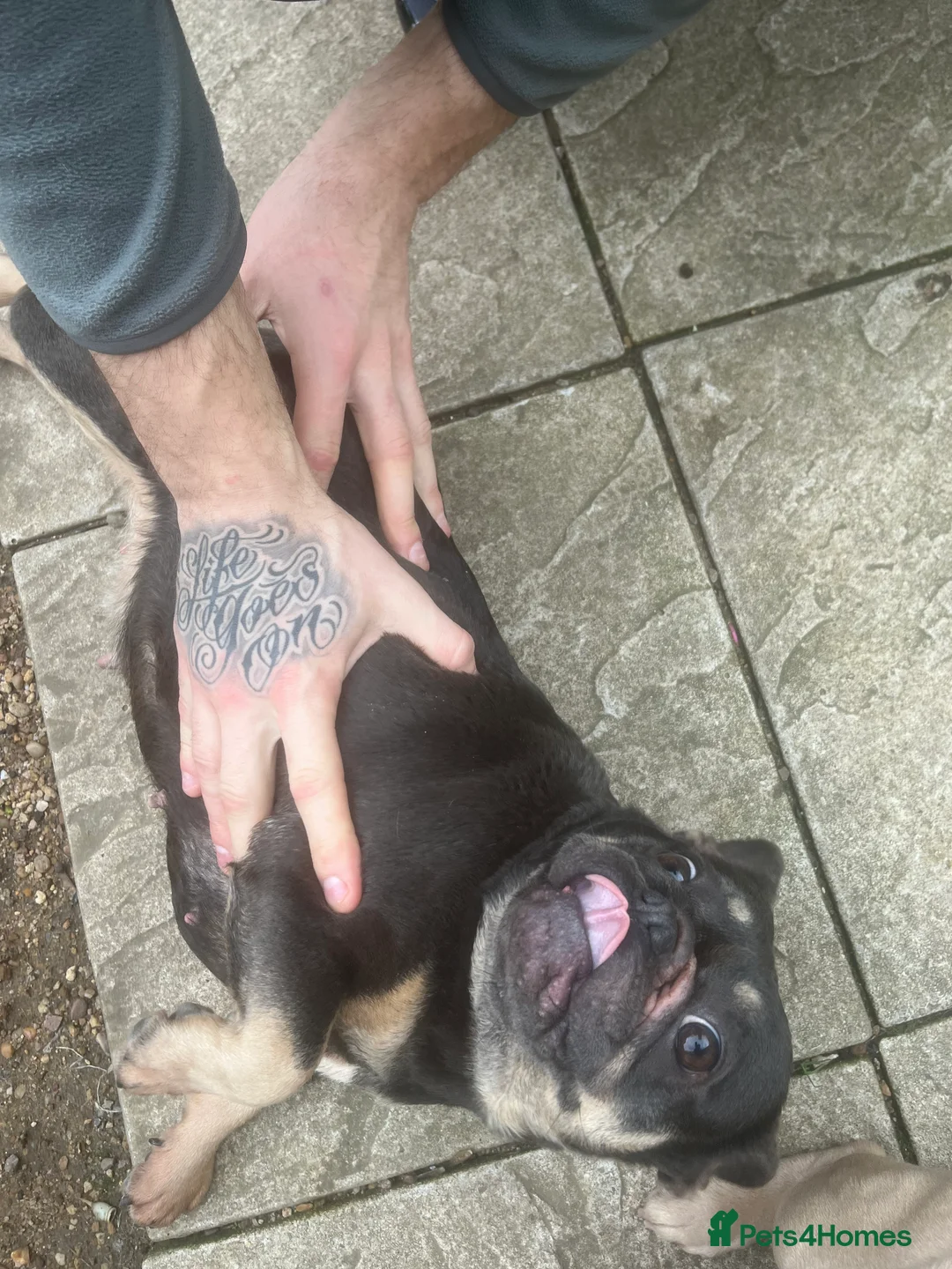 French Bulldog dogs for sale: French bulldog female for sale  - Advert 2
