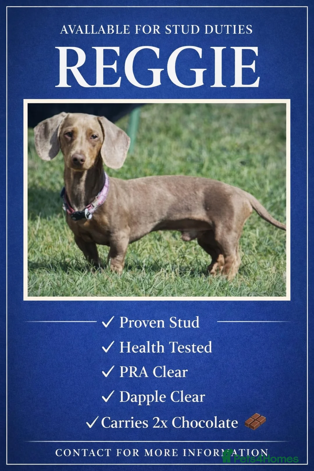 Miniature Dachshund dogs for stud: PROVEN KC Reg Miniature dachshund stud isabellatan - Advert 1