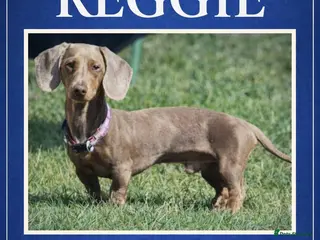 Miniature Dachshund dogs PROVEN KC Reg Miniature dachshund stud isabellatan - Advert 20