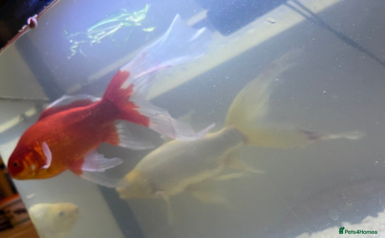 Goldfish fish - Advert 1