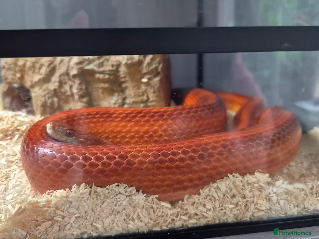 Mixed Breed reptiles for sale: Selling all our reptile collection updated - Advert 30