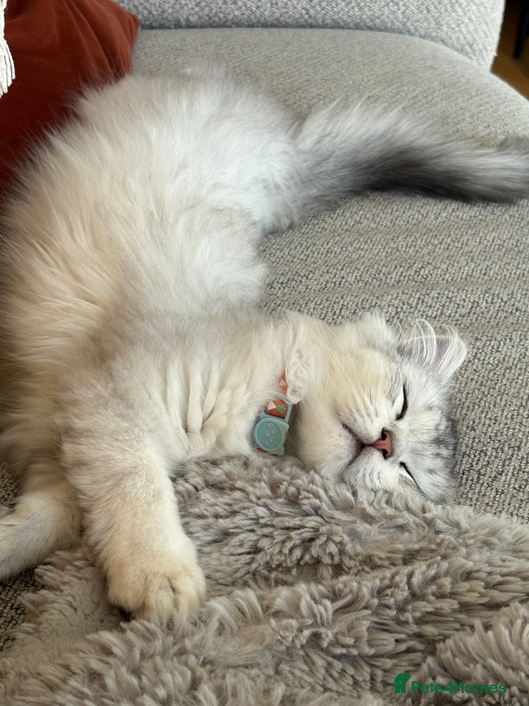 Persian cats for sale: Beautiful Persian boy  - Advert 7