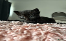 Ragdoll cats for sale: Ragdoll x Russian white kittens  - Image 3